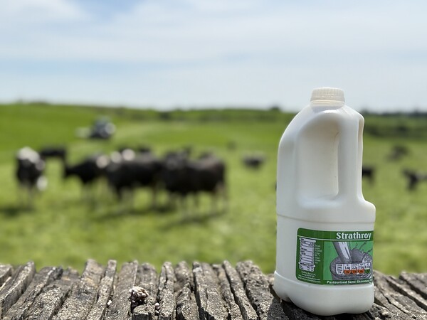 From used milk bottles back to the shelf: Polymer Matters in Ireland shows how successful post-consumer recycling works in the real world. Together with Lindner Washtech, EREMA supplies the technologies used to efficiently process HDPE milk bottles from household recycling schemes to make food-grade recycled pellets.  